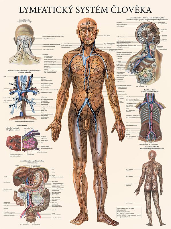 Vydavatelství Poznání Anatomická mapa -
