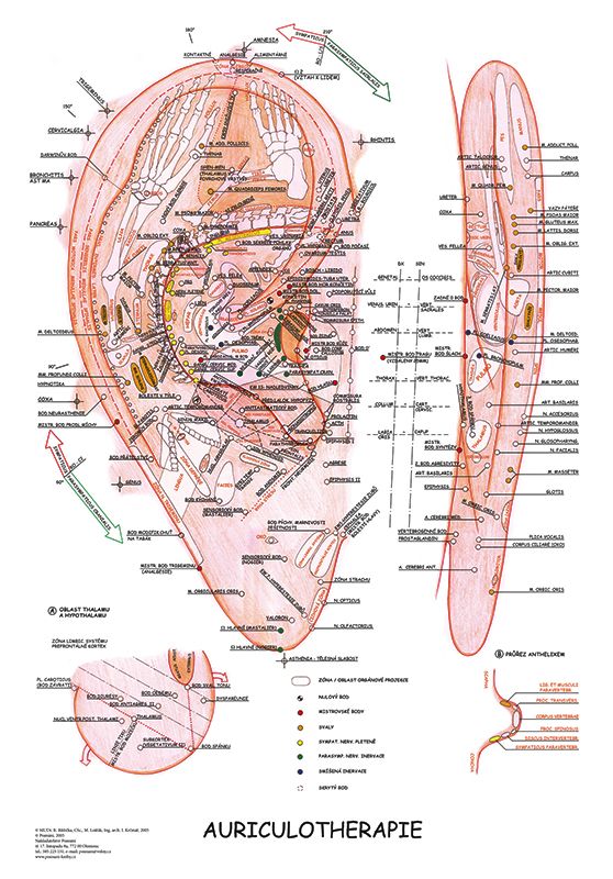 Vydavatelství Poznání Anatomická mapa